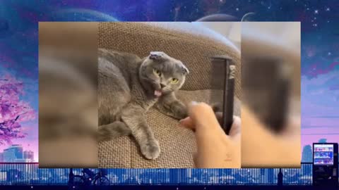 #funny cats moments