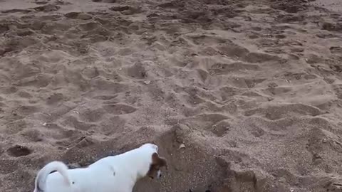 Black and white cat defends its sand hole