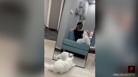 Curious Cat Tries To Find Itself Behind The Mirror
