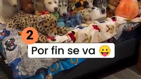 No se permiten mascotas