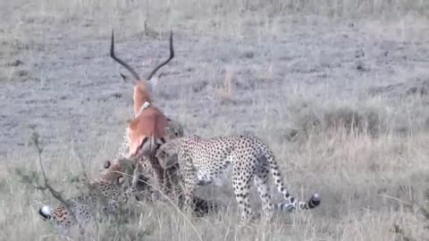 WARLD S fastest animals fail grants gazzele take dwon cheetah with horns lion hunt imapalafail