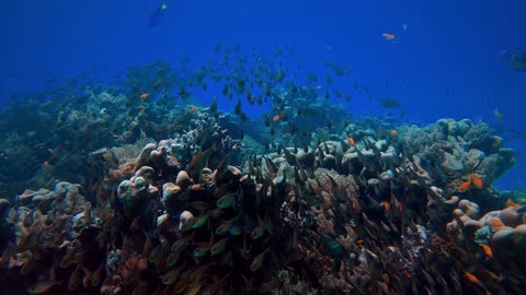 Calming Underwater Scenery - BEAUTIFUL CORAL REEF AQUARIUM