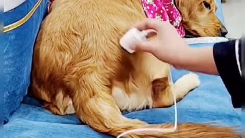 Can your charge your phone "plugging" to your dog?