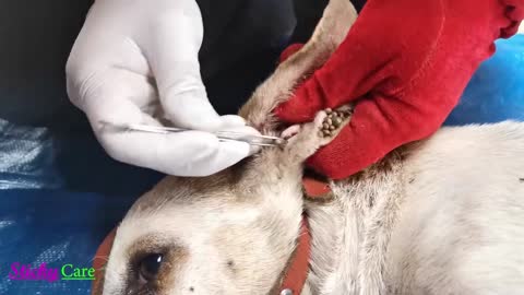 Removing All Ticks From Dogs - Dog Ticks Removing Clips