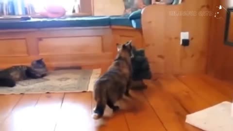 Funny Scared Cat Videos - Startled Cats