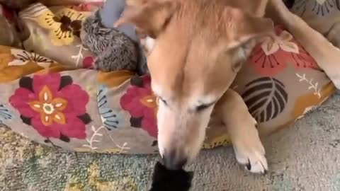 The dog that became the cat playmate