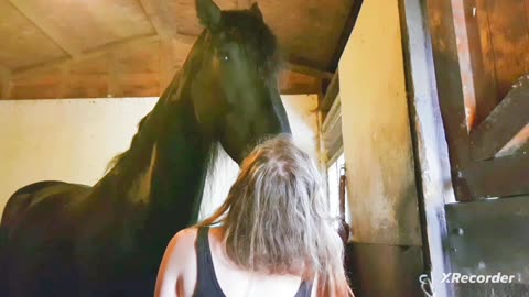 Grile horse care