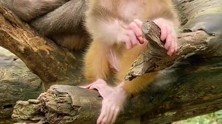 So cute little monkey