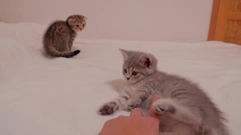 A cute kitten who gets jealous when you pet another child