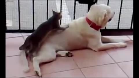 Awesome Funny Animals' Life Videos - Funniest Pets 2021