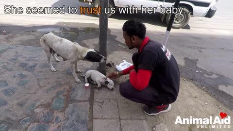 Anguished mother dog wails for wounded baby. Sweetest reunion