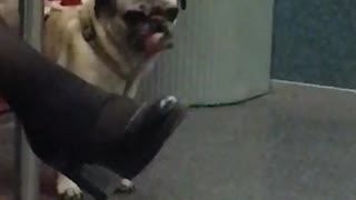 Pug with tongue out subway