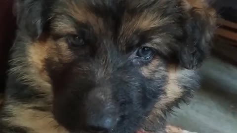 So Cute German Shepherd Puppy?