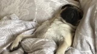 Cute Pug rolls out his bed smiling