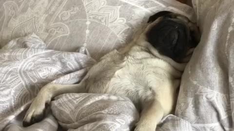 Cute Pug rolls out his bed smiling