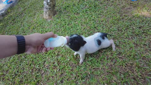 vecteezy_feed-the-little-piglets-from-a-baby-bottle-by-hand-cute
