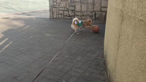Dog playing ball for the first time to see a Korean basketball ball :)