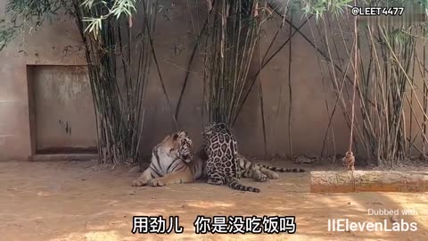 Animal World Funny English Voiceover Part-time leopard giving a massage to the tiger boss!