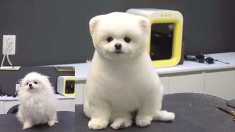 Adorable pomeranian after grooming