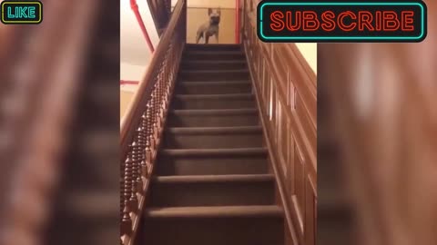Funny dog sliding over staircase steps