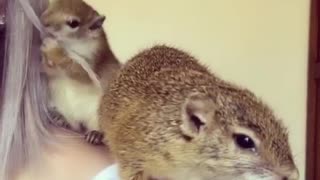 Baby squirrel grooms her owner's hair