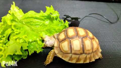 Baby Tortoise Eating White Cabbage {ASMR]