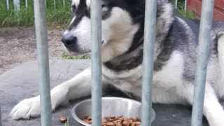 Lazy Alaskan Malamute sprawls out for lunch