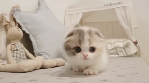 Cute kitten plays