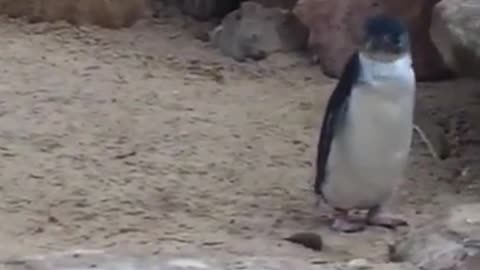 Cute Penguins