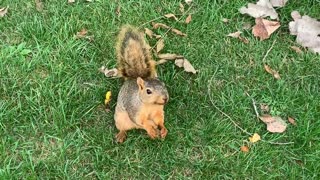 Squirrel eating a goldfish cracker