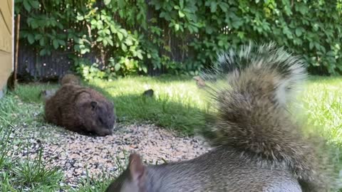 Groundhog sneaks in for bird seeds