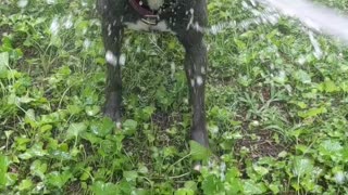 Doggy Loves Having Fun With the Hose
