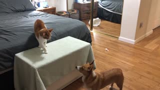 Luna The Corgi Meets Kailani The Cat