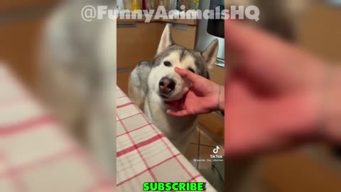 Husky Funny and Cute Tiktok Compilation!