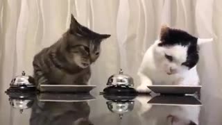 Amazing Cats