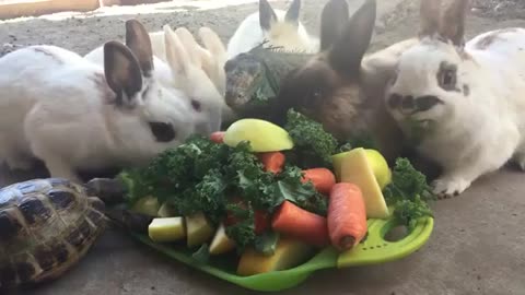 Rabbits share food with friendly animals