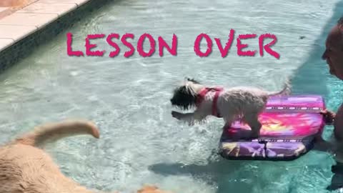 Cutest Puppy ever gets surfing lessons