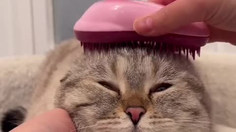 😍😻#cats#cute#cutie#viral#spa