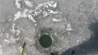 Another late ice pike on Lake Oahe