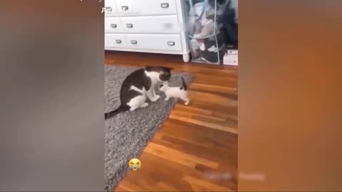 Funny Animals Complication