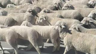 Sheep Herd Walks Along Highway