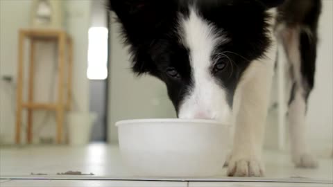 A dog drinks water in home