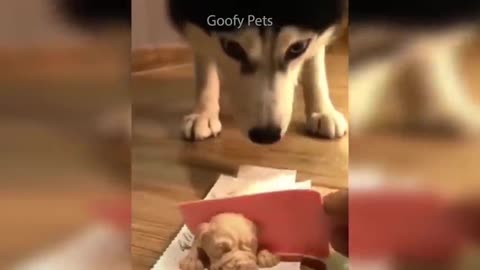 Funny Cat & Dog Reactions to Cutting Cake