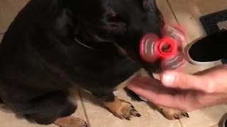 Dog balances fidget spinner on his nose