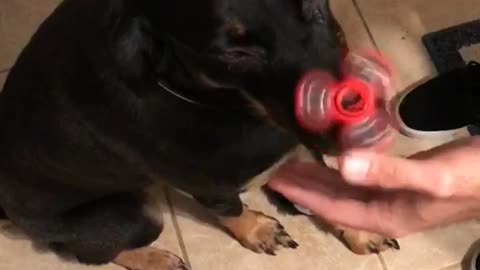 Dog balances fidget spinner on his nose