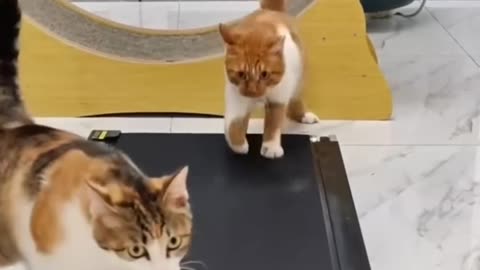 FUNNY_CATS Teasing me_and_DOGS_🐱🐶___other_ANIMALS_🐾_New_Funniest_Animals_Videos_2023_😂