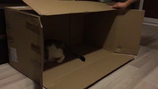 Cute kitties playing in a carboard box