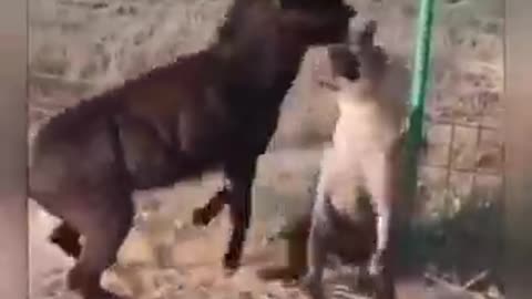 Donkey and hyenas fight, very funny