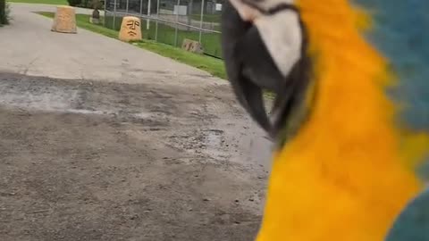 Sweet Cockatiel #cockatiel #parrot #whistle #funnyanimals #cockatiel #birds # #funnypets