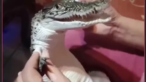 Do crocodiles smile? Wait till the end